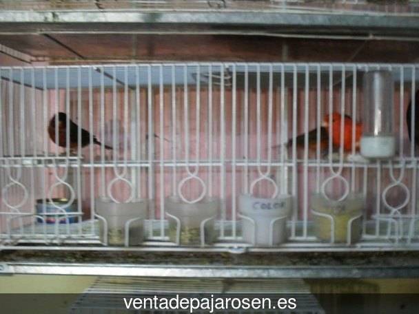 Cria de canarios en casa Villagarcía de la Torre?